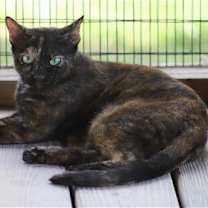 Thumbnail photo of Gabby - CSC #4