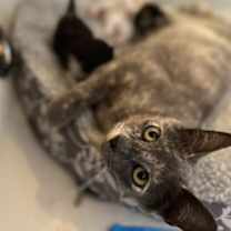 Thumbnail photo of Cherry #2