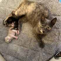 Thumbnail photo of Cherry #3