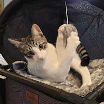 Thumbnail photo of Marty #2