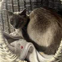 Thumbnail photo of Ripley #1
