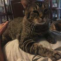 Thumbnail photo of Bernie Mac #3