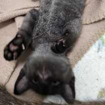 Thumbnail photo of Moses #1