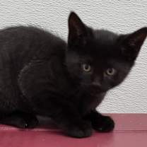 Thumbnail photo of Moses #3