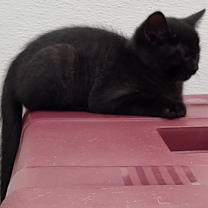 Thumbnail photo of Moses #4