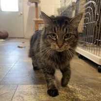 Thumbnail photo of Muffin #1