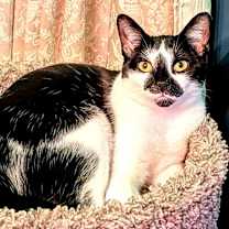 Thumbnail photo of KITTY PIPPIE #1