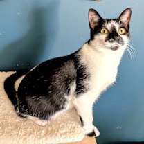 Thumbnail photo of KITTY PIPPIE #2