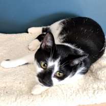 Thumbnail photo of KITTY PIPPIE #3