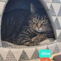 Thumbnail photo of Olive #1