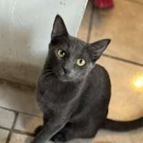 Thumbnail photo of Wolf #2