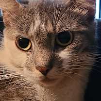 Thumbnail photo of Poppy #2