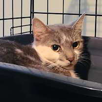 Thumbnail photo of Poppy #4