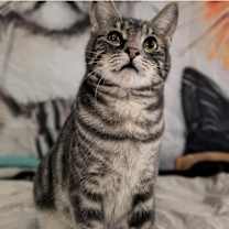 Thumbnail photo of Hank (the original) #1