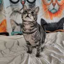 Thumbnail photo of Hank (the original) #2