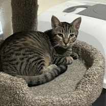 Thumbnail photo of Zeebee #1