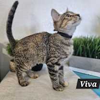 Thumbnail photo of Viva #2