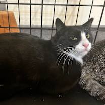 Thumbnail photo of Gemma - Grumman 9 #4