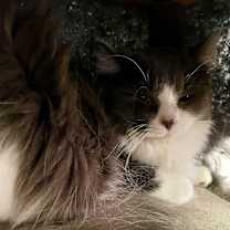 Thumbnail photo of Whatchamacallit #2