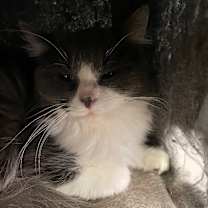 Thumbnail photo of Whatchamacallit #3