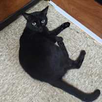 Thumbnail photo of Mr Blackstar #3
