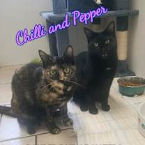 Thumbnail photo of Chilli / Pepper #1