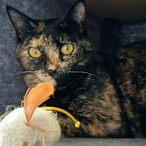 Thumbnail photo of Chilli / Pepper #2