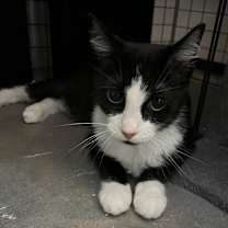 Thumbnail photo of Baylee #3