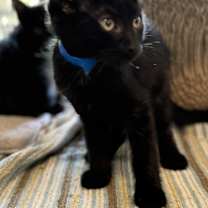 Thumbnail photo of Louie #1