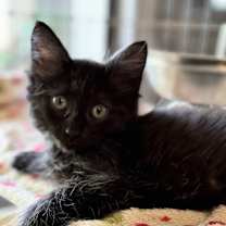 Thumbnail photo of Phoenix #3
