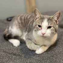 Thumbnail photo of Pookie #2
