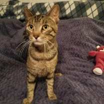 Thumbnail photo of Axel #1