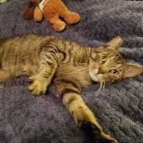 Thumbnail photo of Axel #2