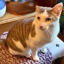 adopt-pet