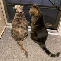 Thumbnail photo of Max (bonded with Katie) #2