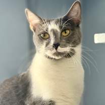 Thumbnail photo of Pringles #1