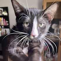 Thumbnail photo of Lala #4