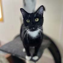 Thumbnail photo of Bobby Sox #2
