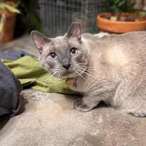 Thumbnail photo of Winston 4685 #1