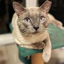 Thumbnail photo of Winston 4685 #2
