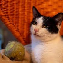 adopt-pet