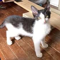 Thumbnail photo of Chewy #2