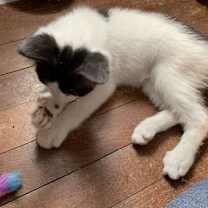 Thumbnail photo of Chewy #3