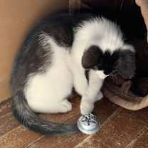 Thumbnail photo of Chewy #4