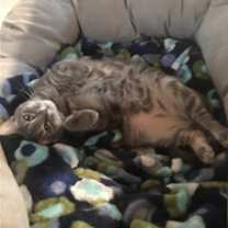 Thumbnail photo of Holland #3