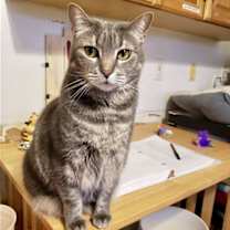 Thumbnail photo of Holland #4