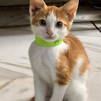 Thumbnail photo of Pumpkin #2