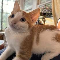 Thumbnail photo of Pumpkin #3