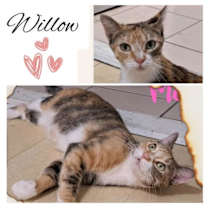 Thumbnail photo of Willow #1