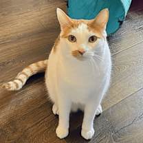 adopt-pet